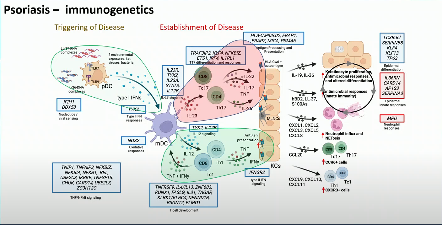 Cytokine-mediated mechanisms of psoriasis