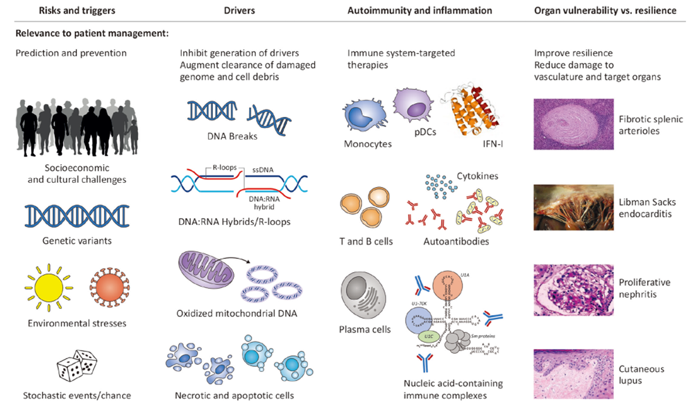 Panoramic view of the pathogenesis of systemic lupus erythematosus (SLE)