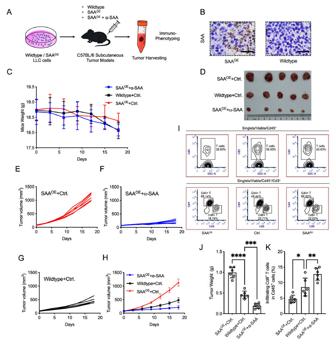 SAA expression enhances in vivo tumor growth