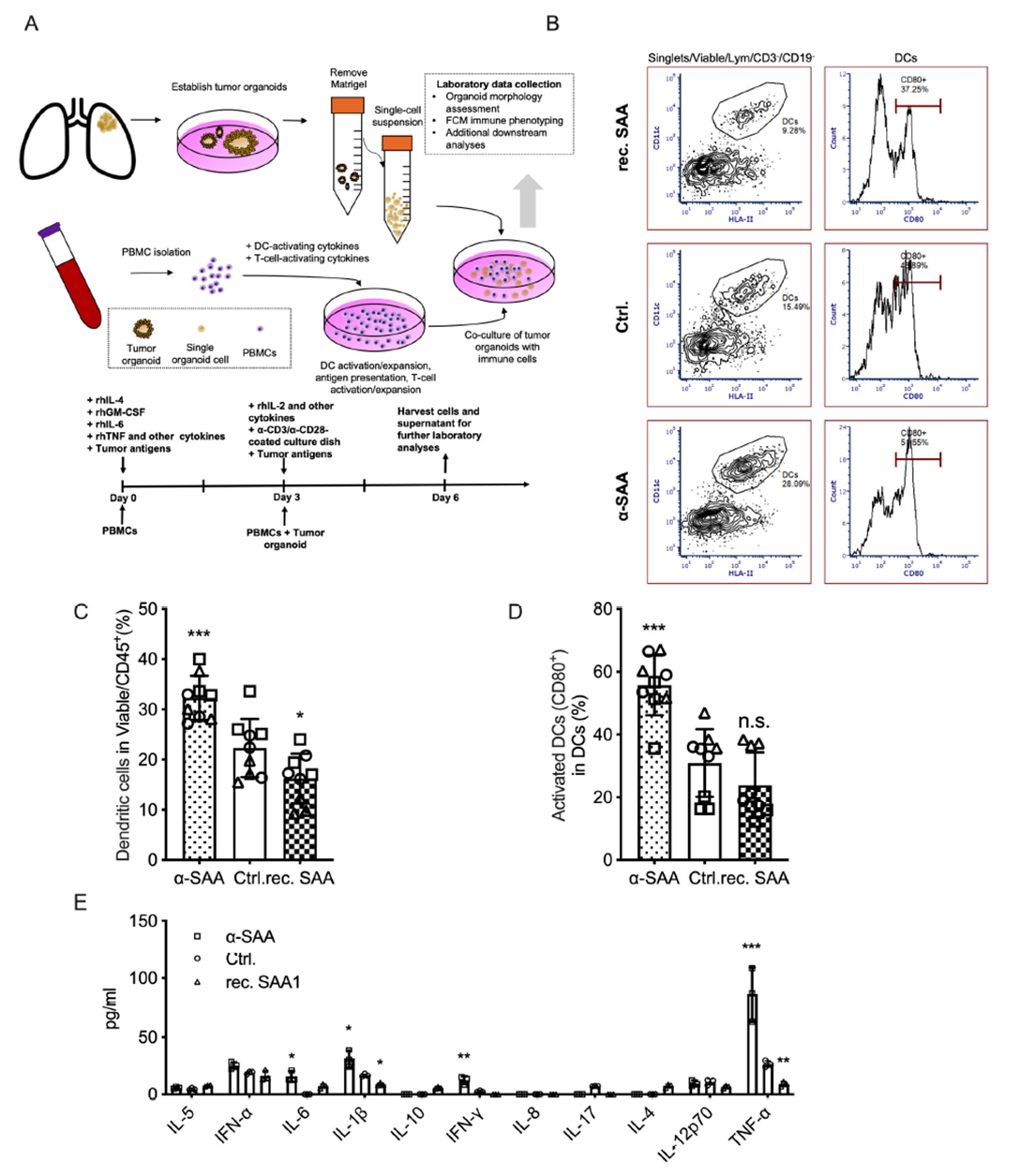 SAA inhibits dendritic cell expansion and activation