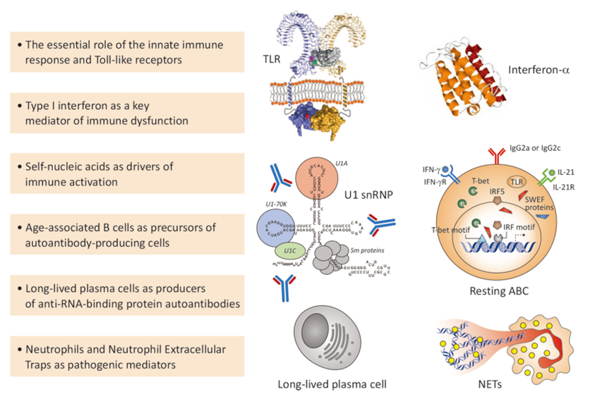 Key scientific advances in SLE pathogenesis