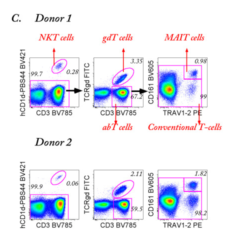 CD4+ T Cell Differentiation Stages
