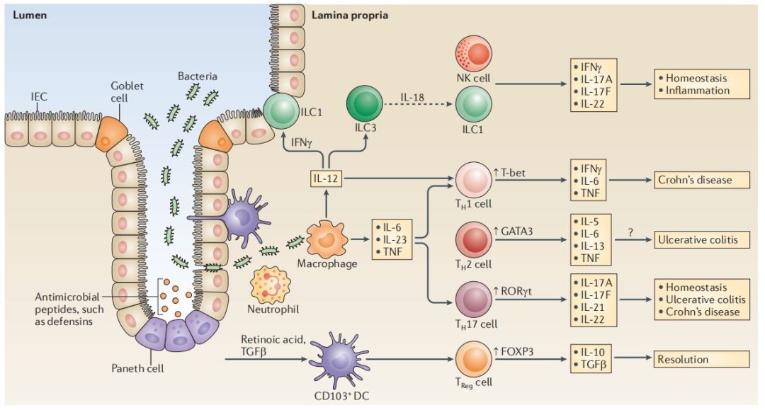 Cytokines and inflammatory pathways in IBD