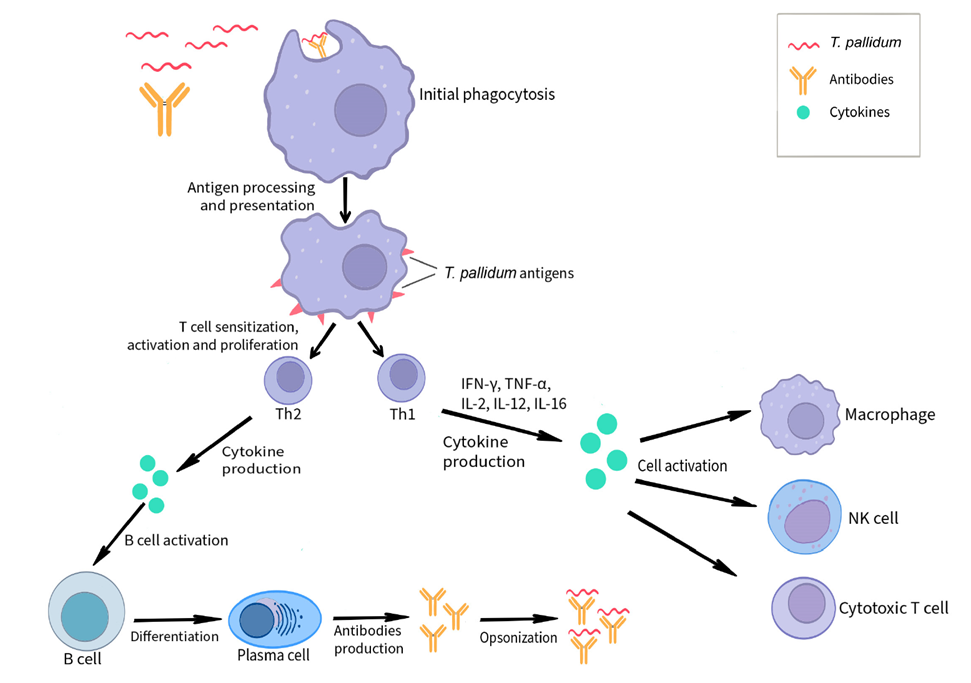 Immune response during T. pallidum infection
