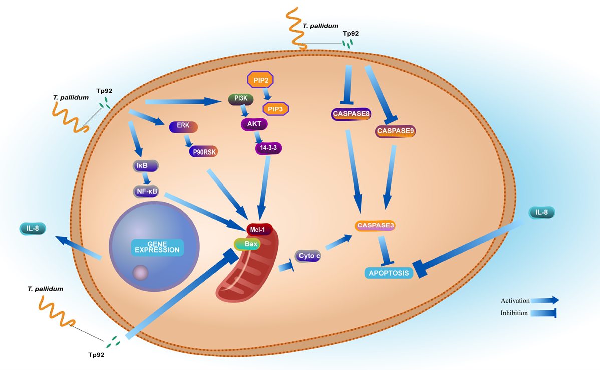 Tp92 delays human neutrophil apoptosis