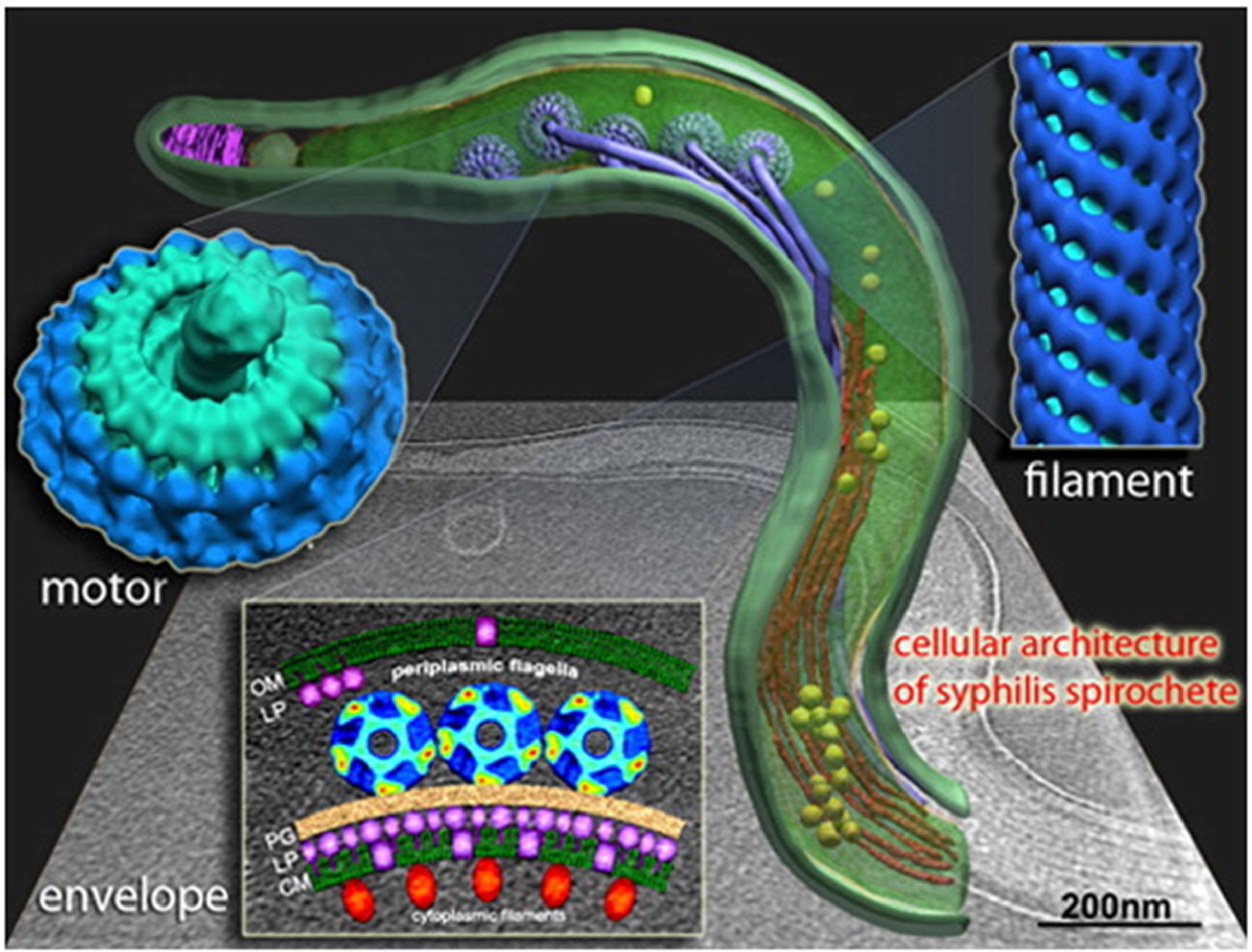 High-resolution cryo-electron tomography visualization of T. pallidum
