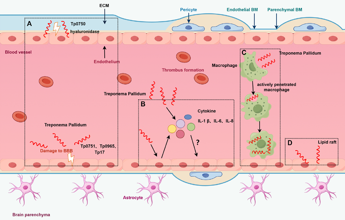 Potential mechanisms by which T. pallidum breaches the BBB