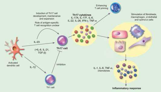 Interleukin (IL)‐17/IL‐23 pathway