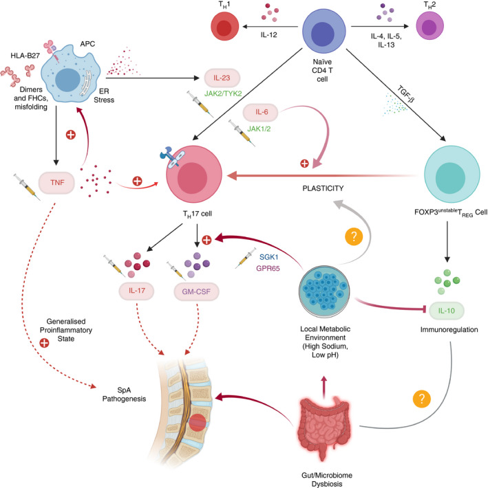 Inflammatory Mechanisms and Ankylosing Spondylitis