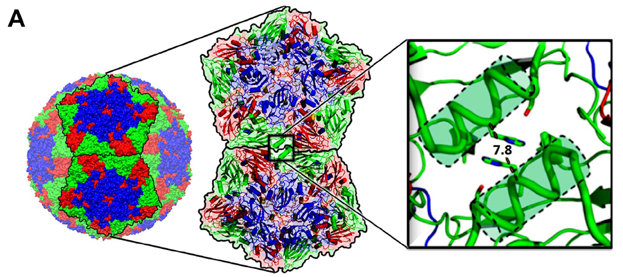 Rational design of stable empty capsids for FMDV serotype A22