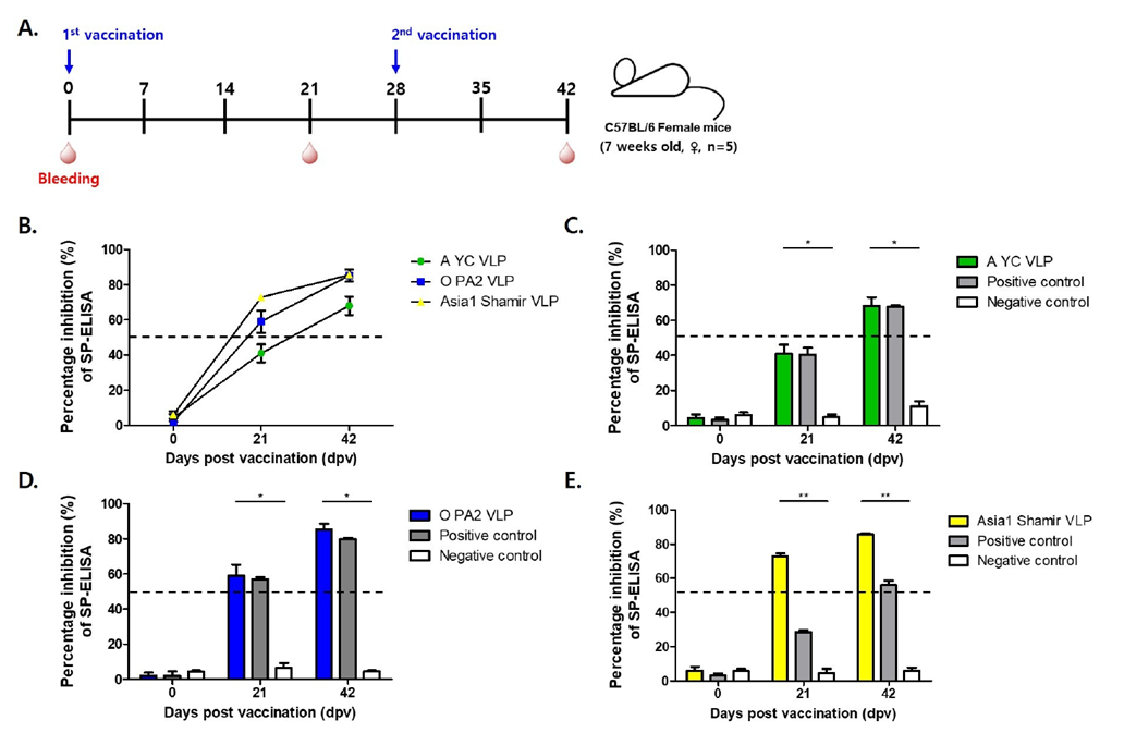 Immunogenicity of recombinant FMD VLP antigen in vaccinated mice