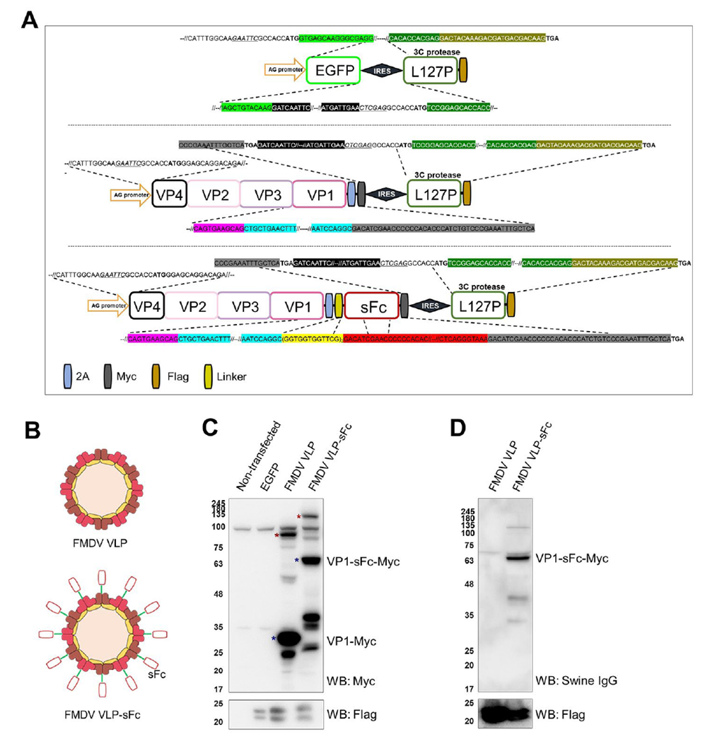 Confirmation of FMDV VLP expression vectors