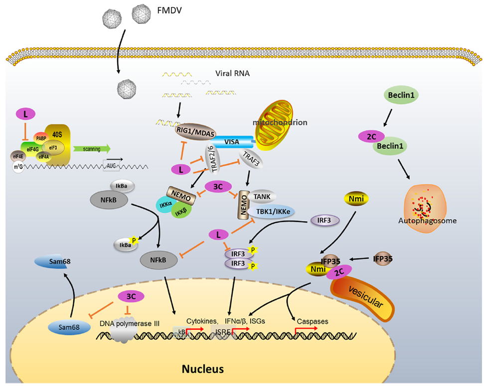 Known functions of FMDV non-structural proteins in cellular regulation