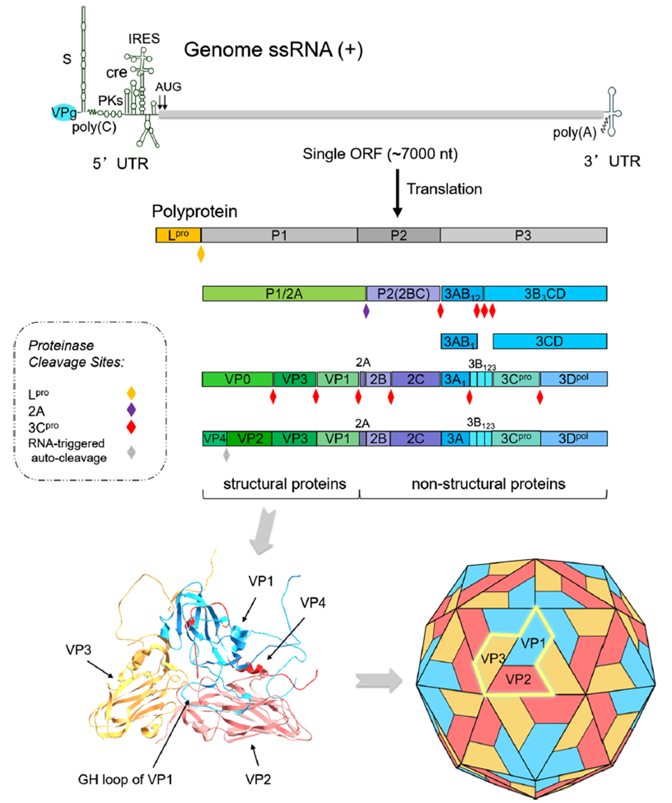 Foot-and-mouth disease virus (FMDV) genome, polyprotein processing, and structural protein conformation