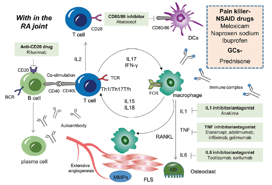 Cytokine signaling and anti-rheumatic drugs in rheumatoid arthritis