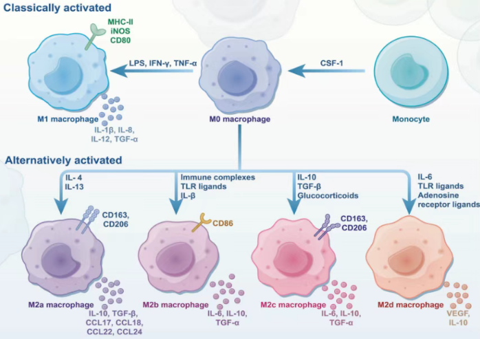 CSF-1-induced differentiation of monocytes into macrophages