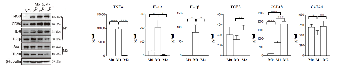 WB/ELISA detection of macrophage-related markers