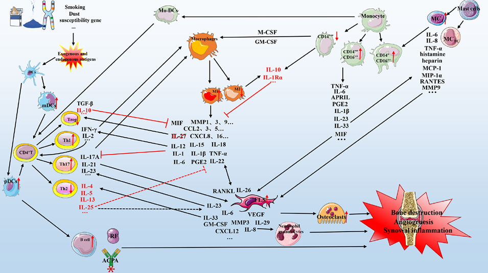 Molecular and cellular heterogeneity in RA