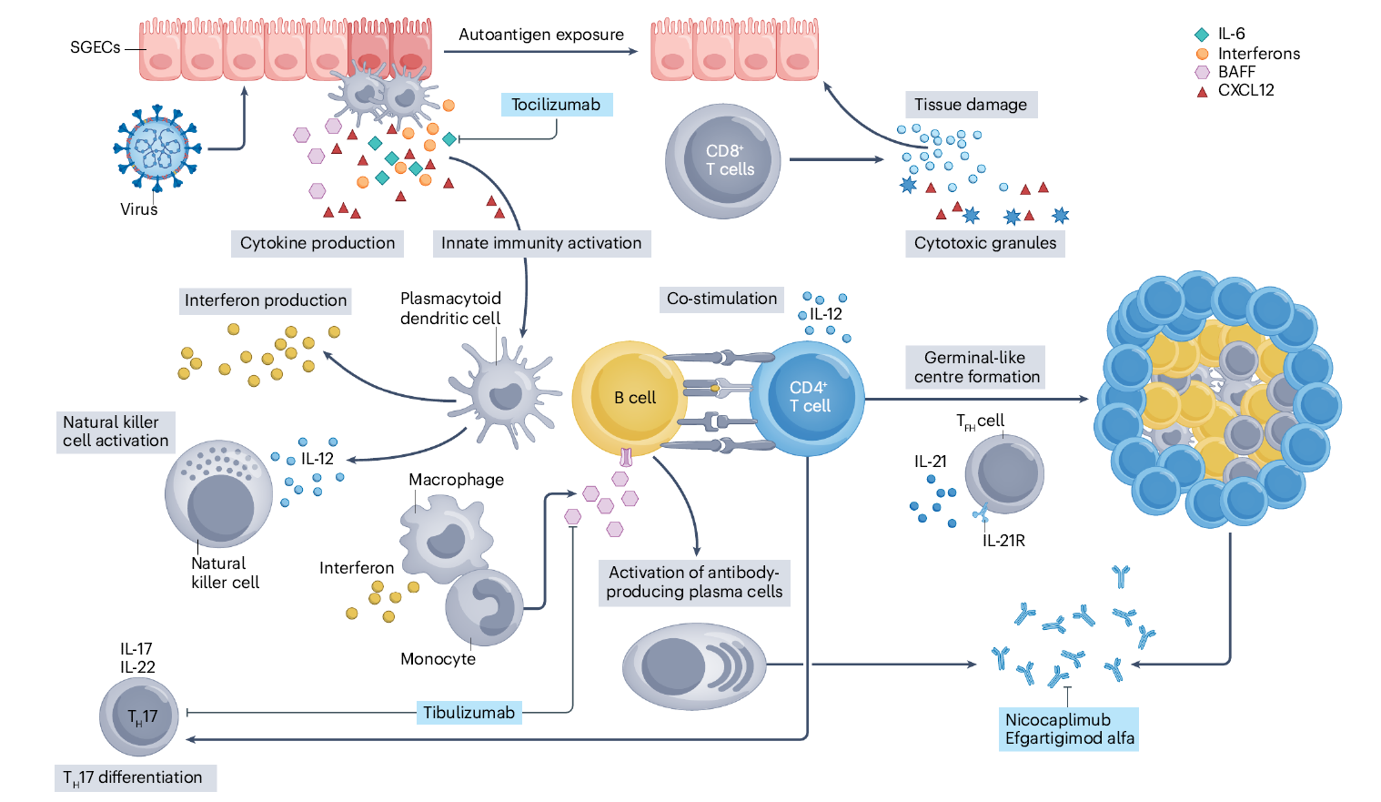 Sjögren syndrome pathogenetic model