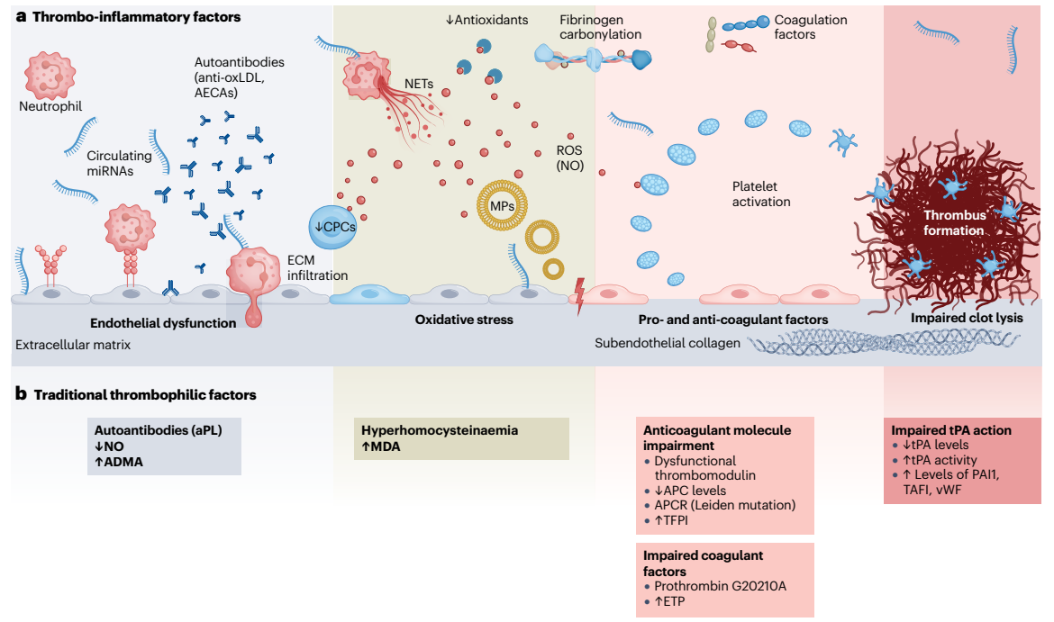 The main pathogenetic mechanisms in vasculitis