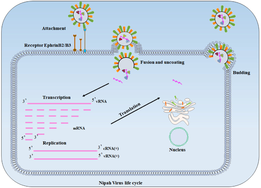 Nipah virus life cycle part 2