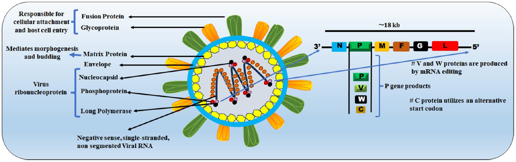 Nipah virus schematic structure part 2