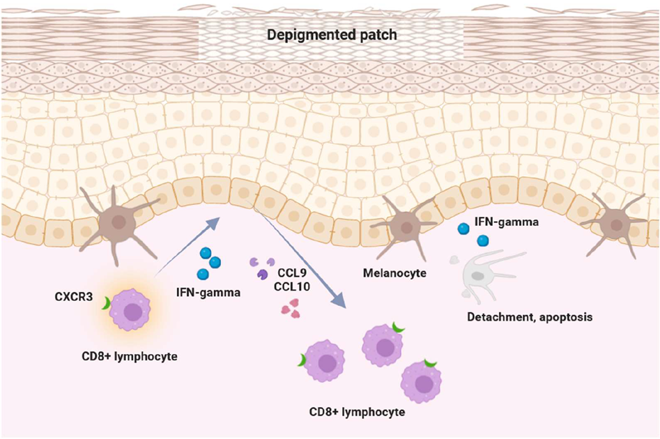 The IFN-γ-chemokine axis and its associated positive feedback loop