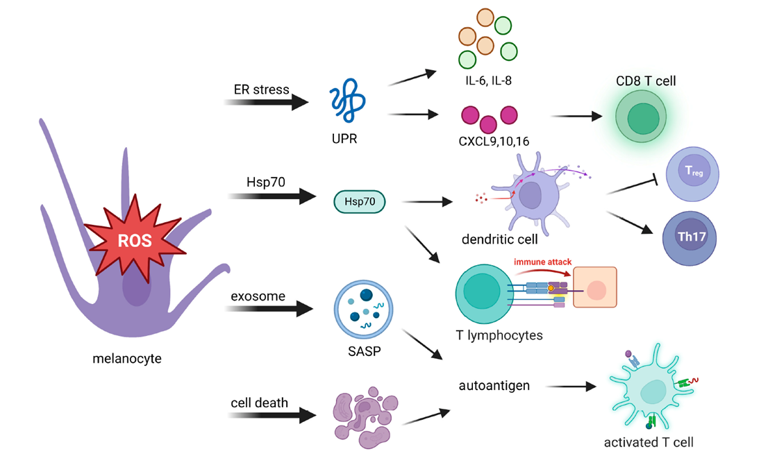 Oxidative stress activates adaptive immunity