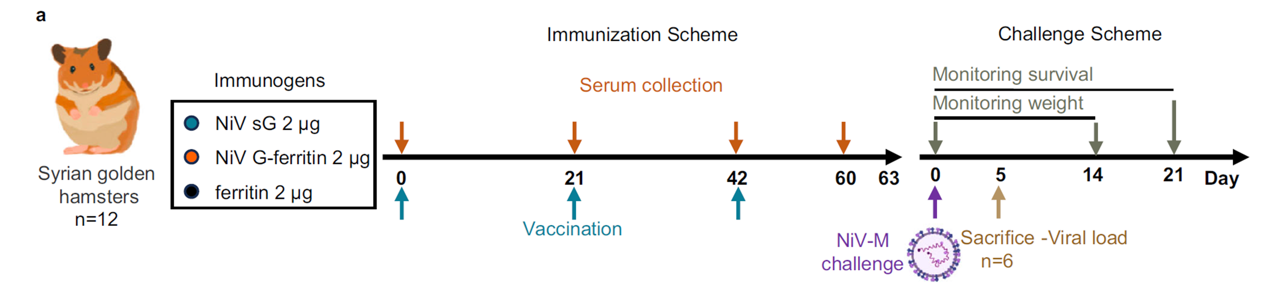 NiV G-ferritin vaccine protection part 2