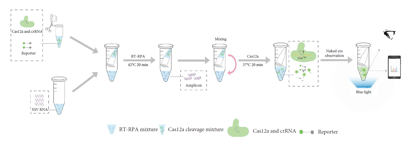 RT-RPA-CRISPR/Cas12a assay schematic part 2