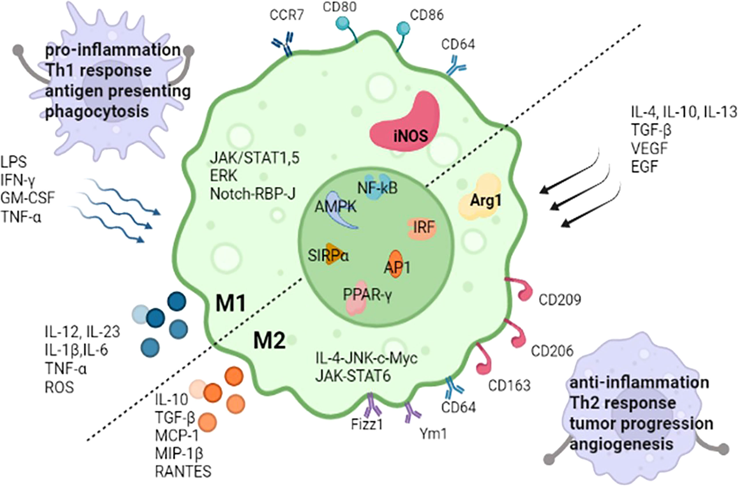 M1 and M2 Macrophages