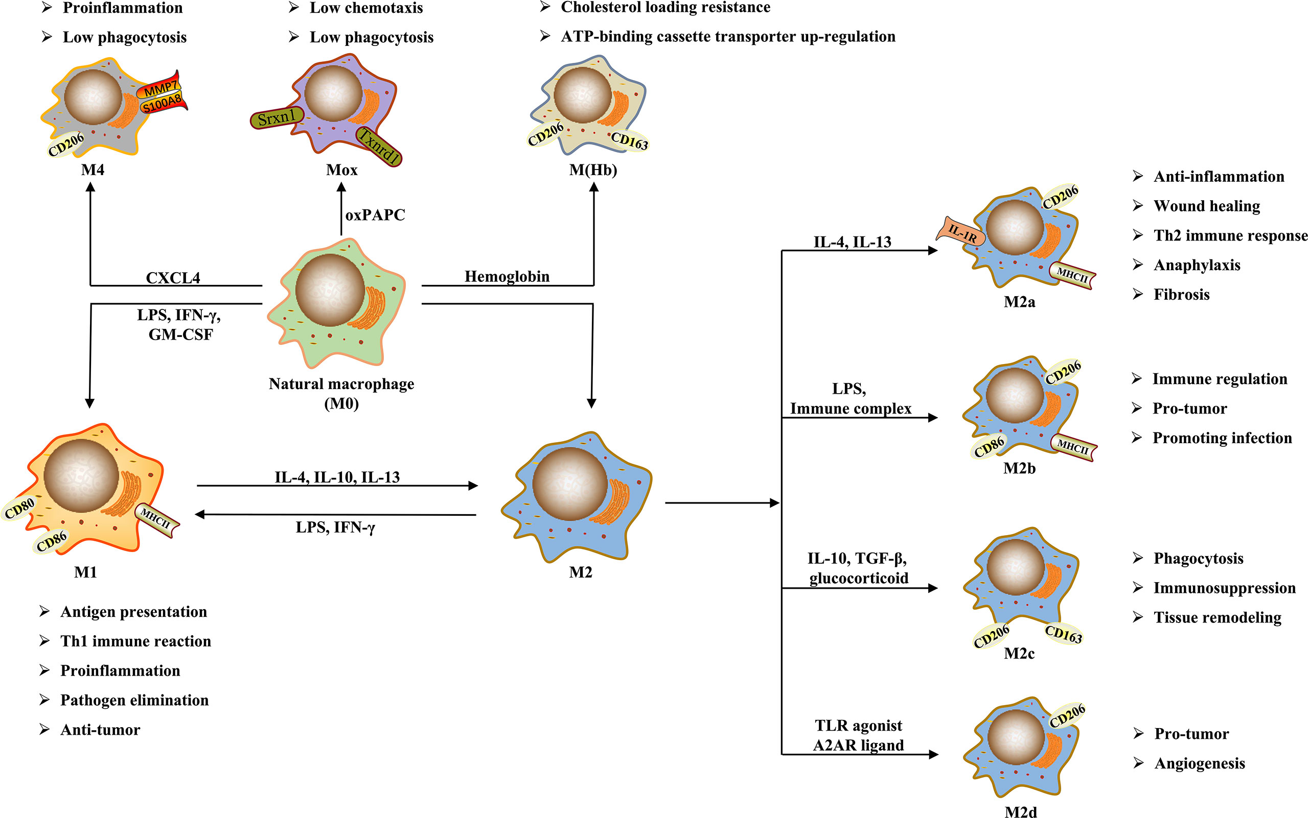 Macrophage Polarization