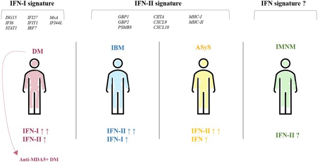 Different IFN signatures in IIM subtypes