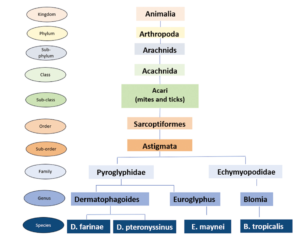 Phylogenetic tree of major arthropod taxa