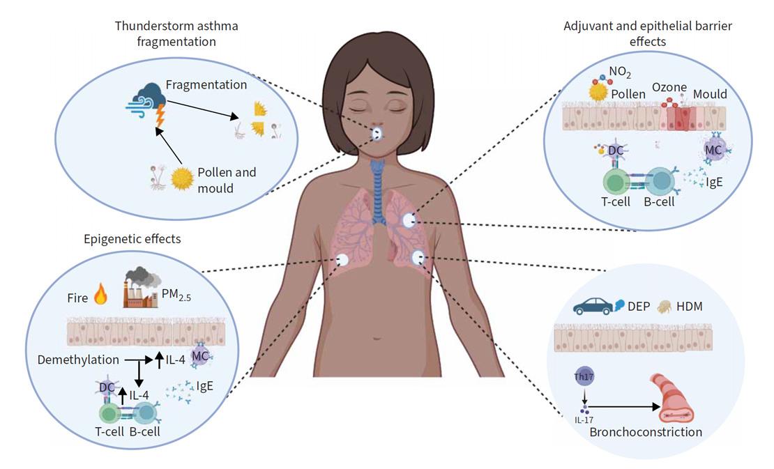 Climate change effects and potential mechanisms of lung inflammation