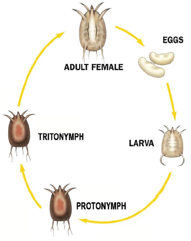 Dust mite life cycle