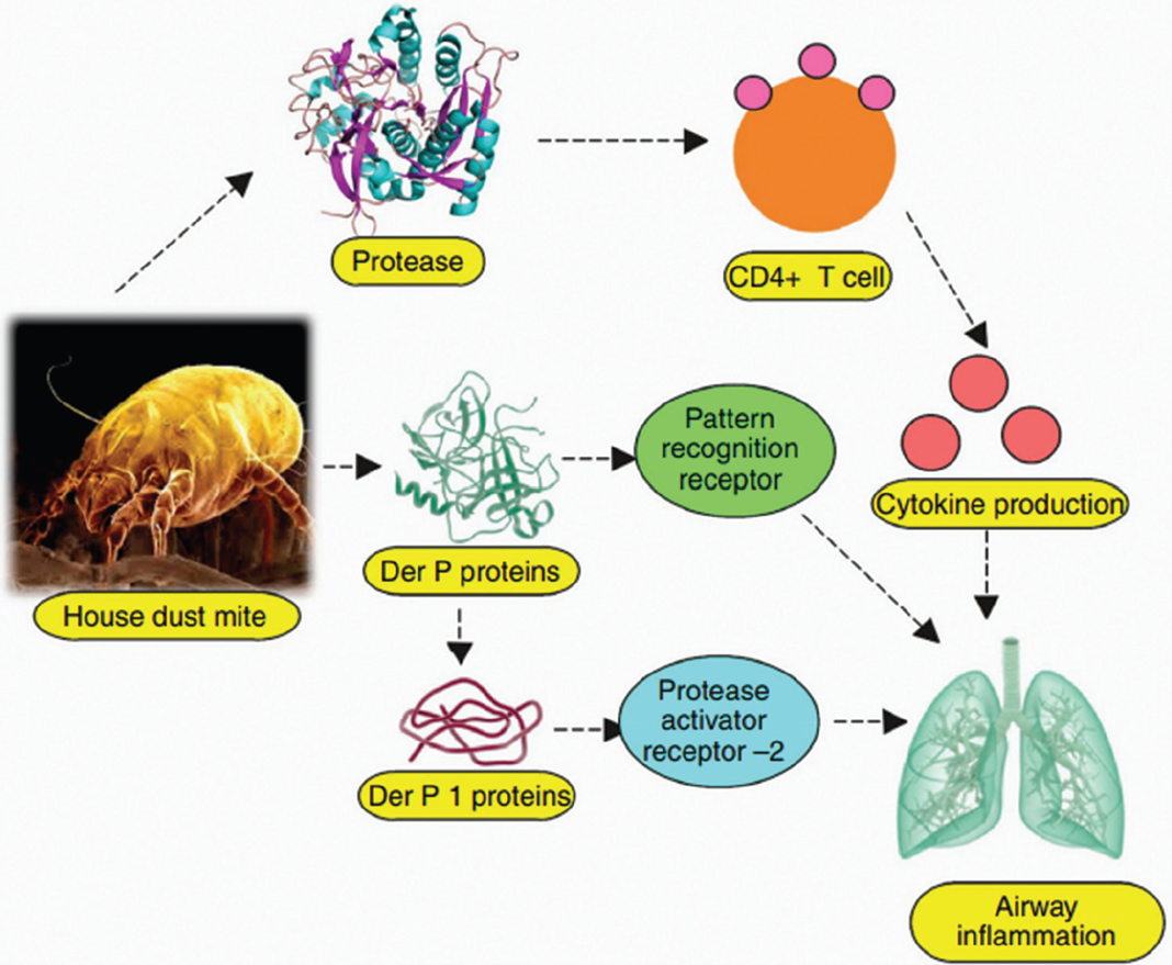 Mechanism of inflammation induced by dust mite allergens