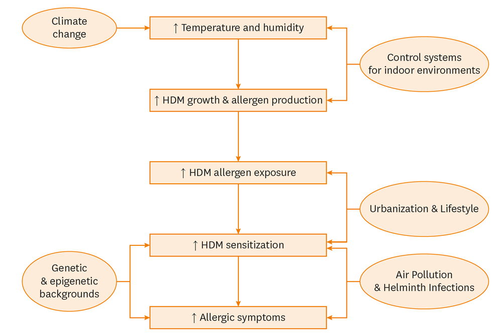 Summary of factors influencing HDM growth, allergen exposure, allergic reactions, and symptoms