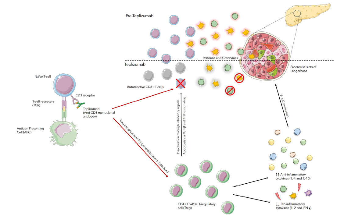 Mechanism of action of teplizumab