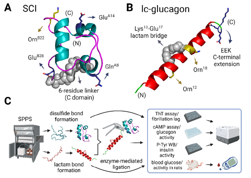 Structure of the smart insulin fusion protein