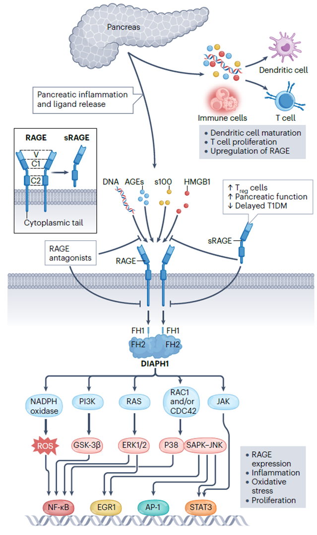 RAGE signaling pathway and potential therapeutic intervention points