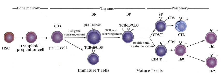 T Cell Development Process