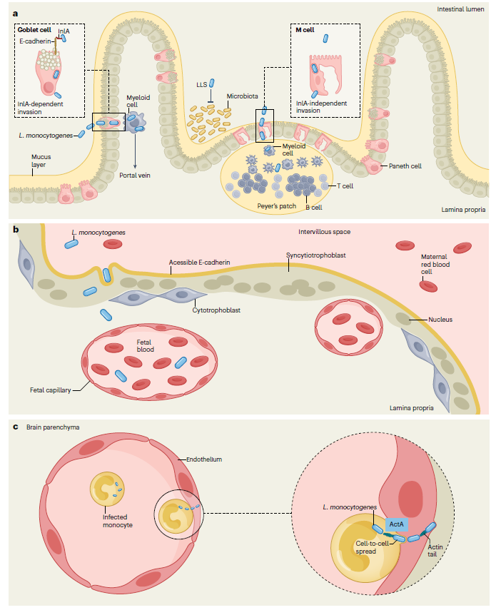 Mechanisms by which L. monocytogenes crosses host barriers
