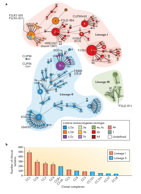 Listeria phylogeny