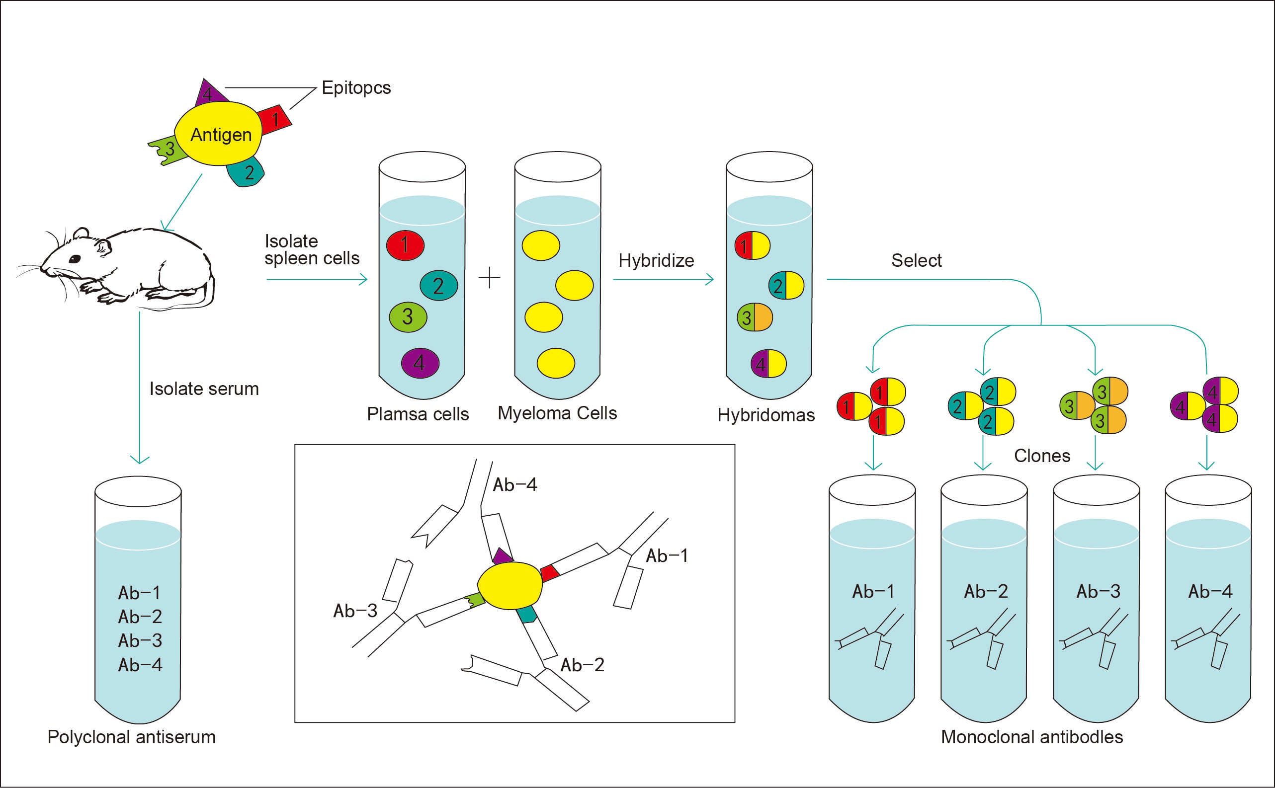 Workflow of monoclonal antibody generation