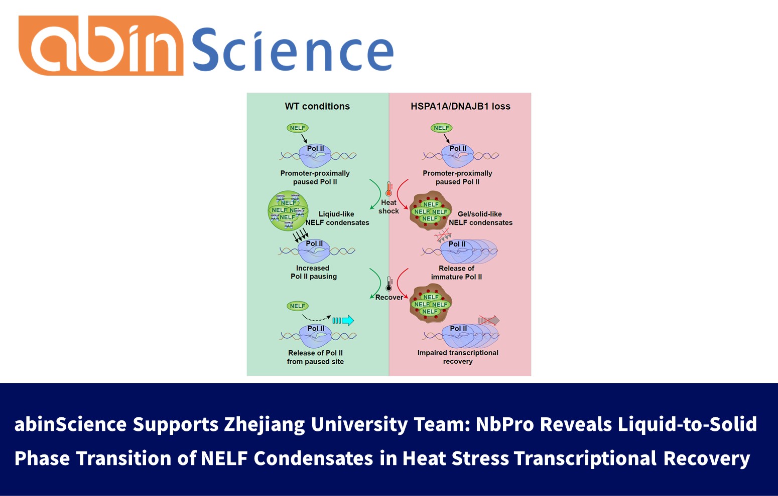abinScience Supports Zhejiang University Team: NbPro Reveals Liquid-to-Solid Phase Transition of NELF Condensates in Heat Stress Transcriptional Recovery