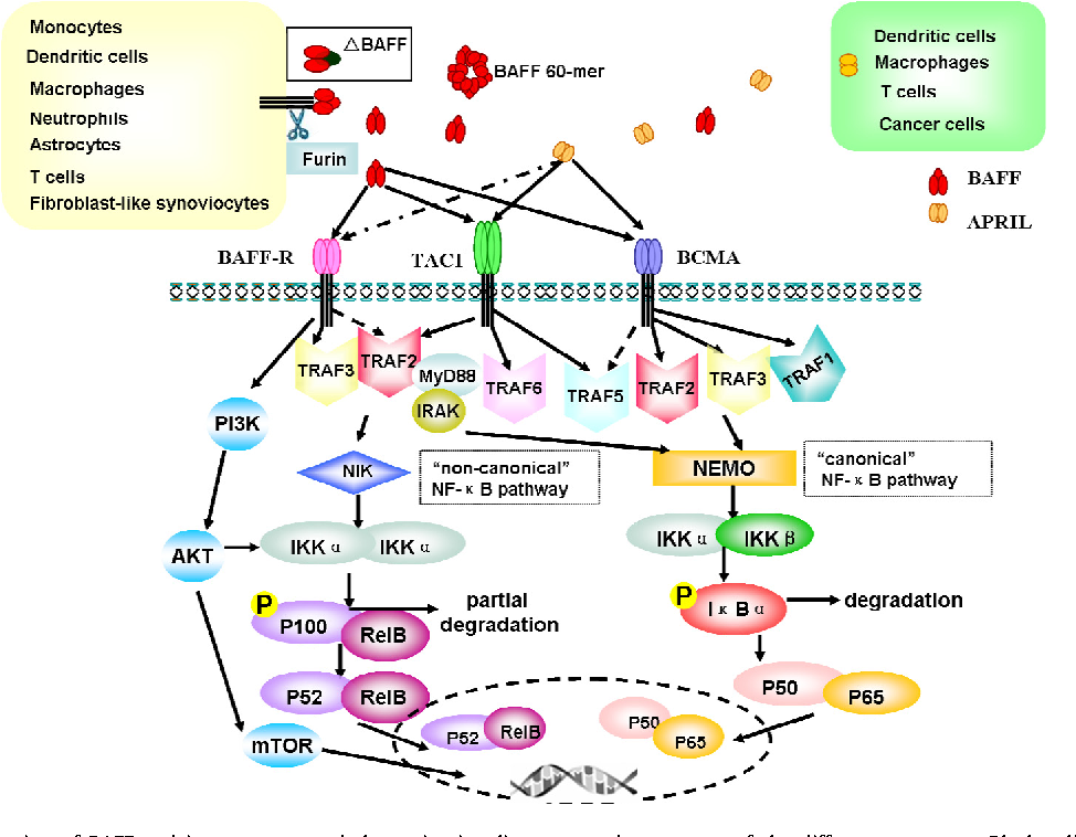 Interaction and expression of BAFF.
