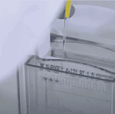 Recombinant Proteins