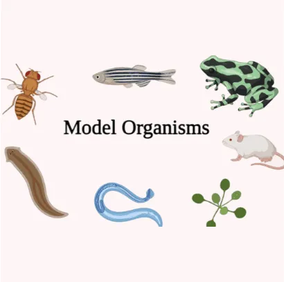 Model Organism