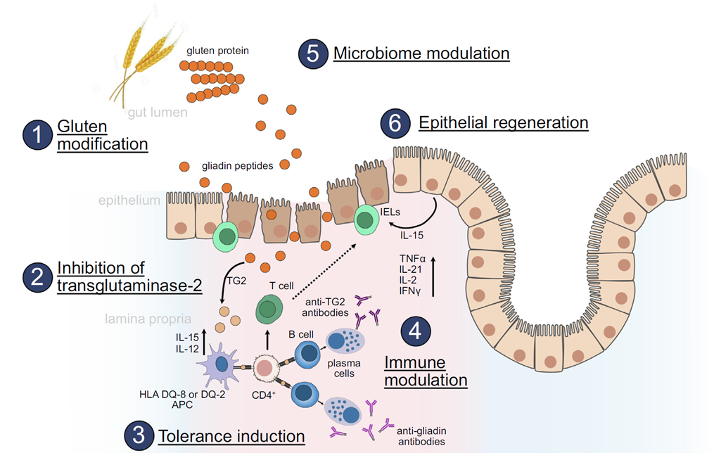Pathophysiology of celiac disease and current investigational therapeutic strategies